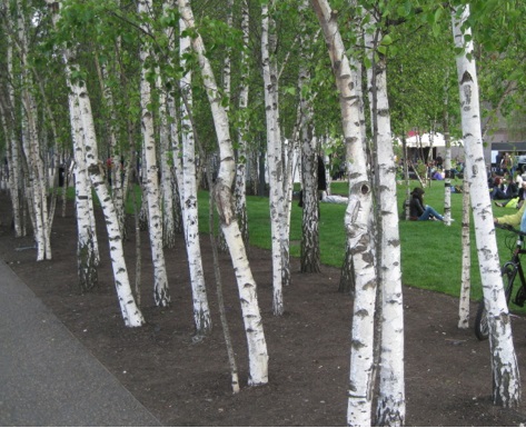 Cuál es el momento adecuado y la forma de podar abedules