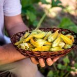 Cuál es el momento ideal para cosechar calabaza plátano