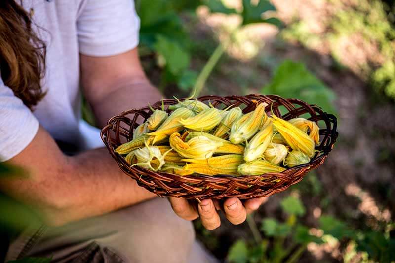 Cuál es el momento ideal para cosechar calabaza plátano