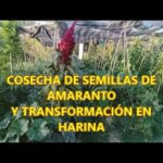 Cuál es el momento perfecto para cosechar amaranto