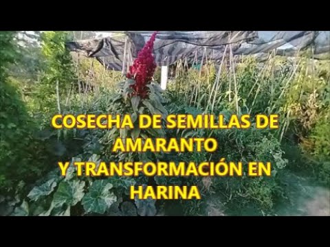 Cuál es el momento perfecto para cosechar amaranto