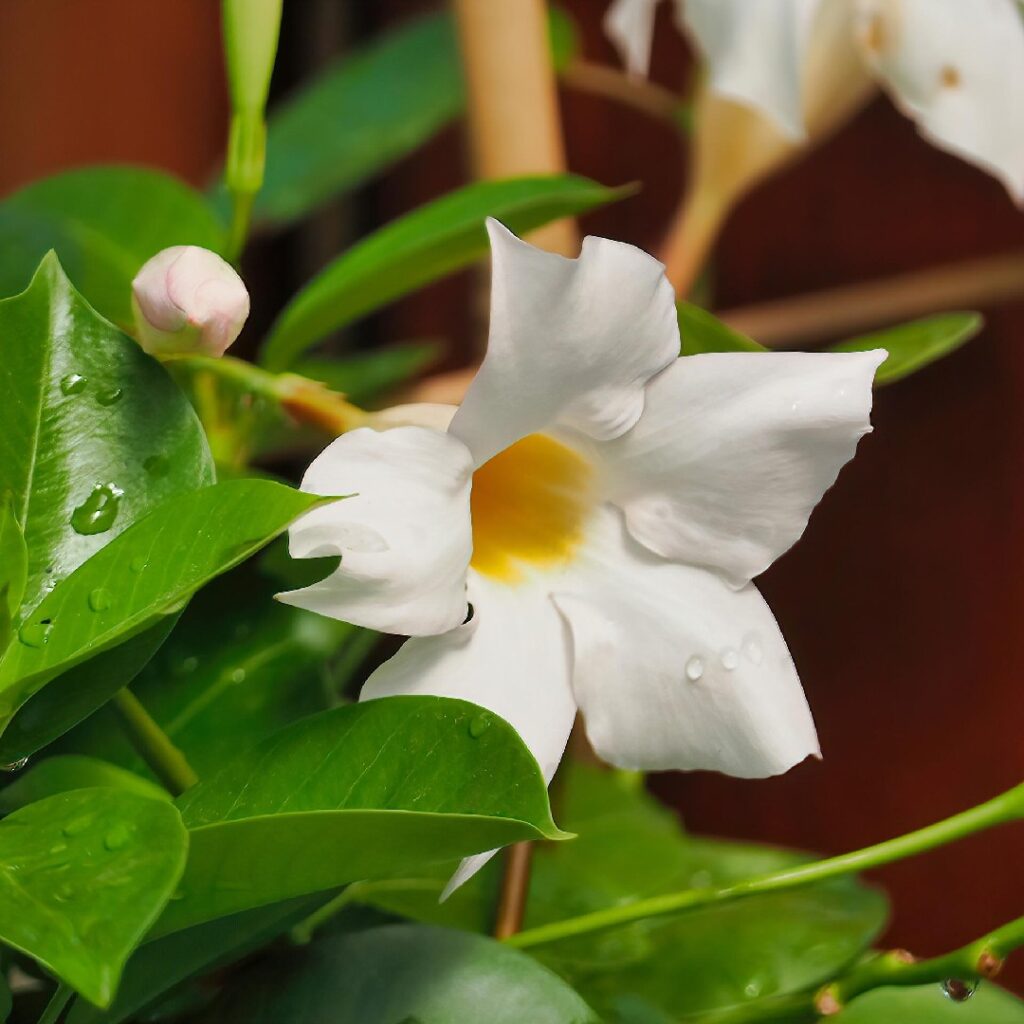 Cuál es el momento y la técnica adecuada para podar una mandevilla
