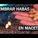 Cuál es el procedimiento para sembrar habas amarillas de cera