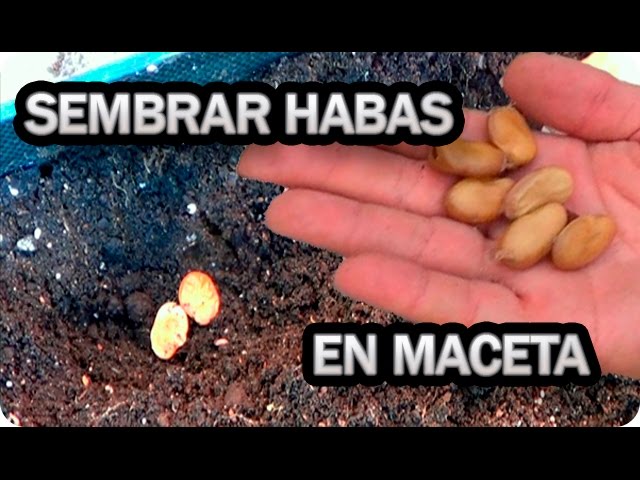 Cuál es el procedimiento para sembrar habas amarillas de cera