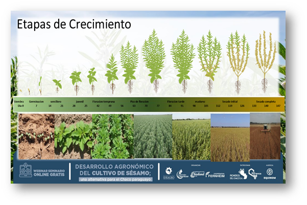 Cuál es el proceso de cosecha de las semillas de sésamo