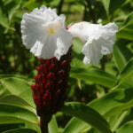 Cuál es el proceso de cultivo de la planta Costus Crepe Ginger