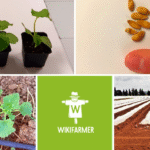 Cuál es el proceso de cultivo de la planta de Gac Melon