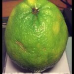 Cuál es el proceso de cultivo del árbol de Ugly Fruit