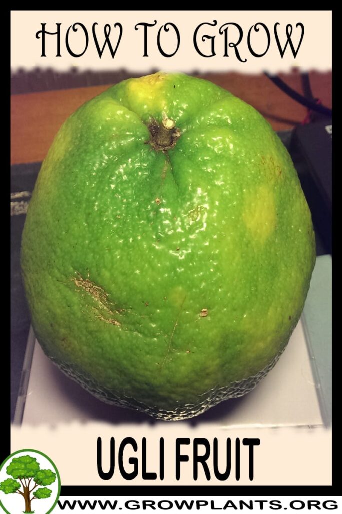 Cuál es el proceso de cultivo del árbol de Ugly Fruit