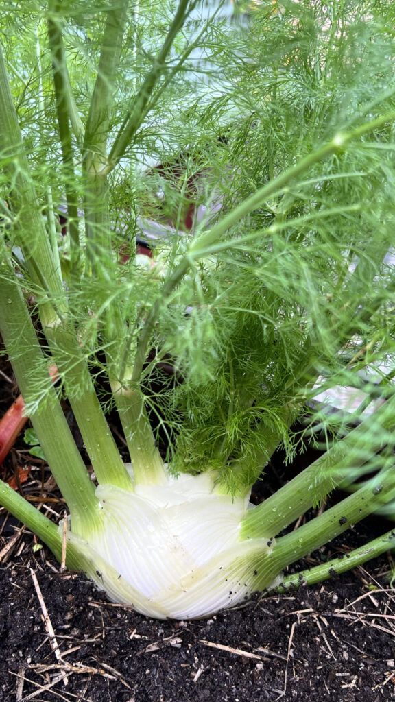 Cuál es el proceso para cosechar bulbos de hinojo
