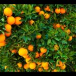 Cuál es el proceso para cosechar naranjas del árbol