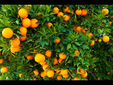 Cuál es el proceso para cosechar naranjas del árbol