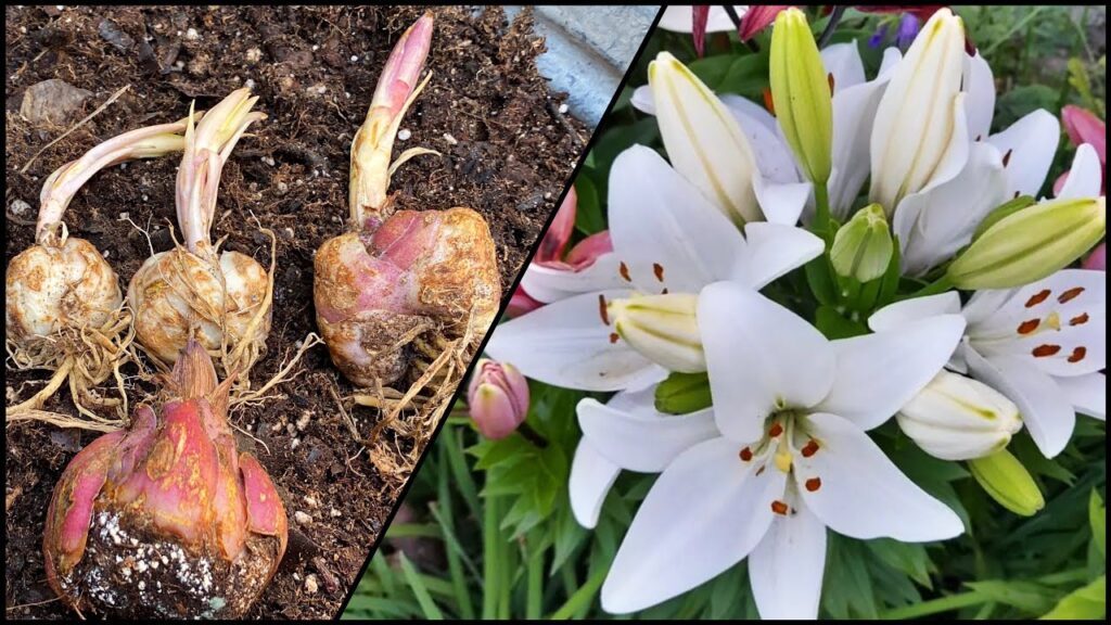Cuál es el proceso para cultivar bulbos de lirio arbóreo