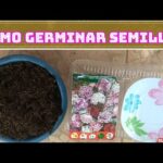 Cuál es el proceso para cultivar claveles desde semilla correctamente