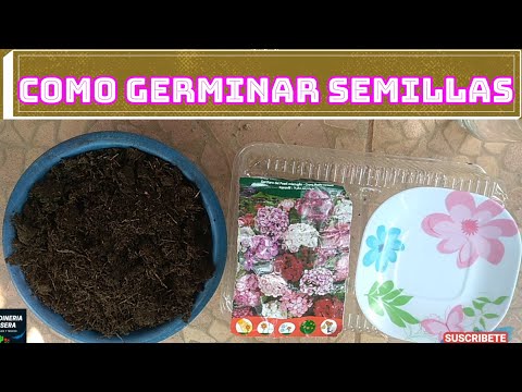 Cuál es el proceso para cultivar claveles desde semilla correctamente