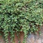 Cuál es el proceso para cultivar Crinkle-Leaf Creeper
