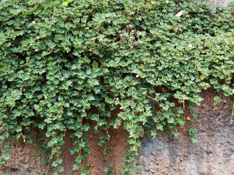 Cuál es el proceso para cultivar Crinkle-Leaf Creeper