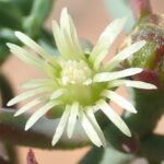 Cuál es el proceso para cultivar flores Mesembryanthemum