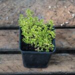 Cuál es el proceso para cultivar tomillo en interiores