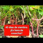 Cuál es el proceso para cultivar y cosechar frijoles rojos