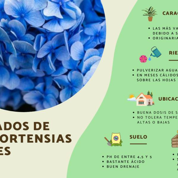 Cuál es el proceso para cultivar y cuidar geranios azules