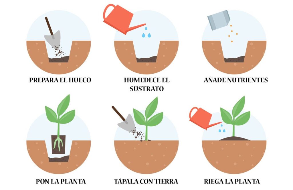 Cuál es el proceso para trasplantar una planta jarro