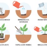 Cuál es el proceso para trasplantar una planta jarro