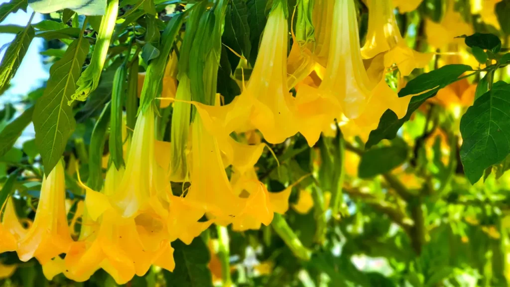 Cuál es el secreto para hacer florecer a una Trompeta de Ángel