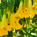 Cuál es el secreto para hacer florecer a una Trompeta de Ángel