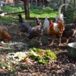 Cuál es el sustrato ideal para gallinas en el jardín