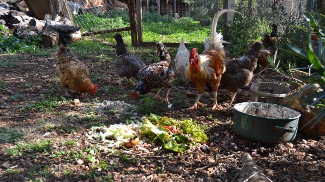 Cuál es el sustrato ideal para gallinas en el jardín