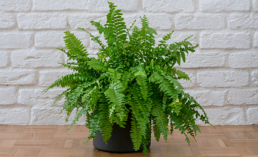 Cuál es la cantidad de luz adecuada para un Helecho de Boston