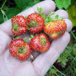 Cuál es la causa de que las fresas se deformen