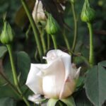 Cuál es la causa de que los pimpollos de rosa crezcan deformes