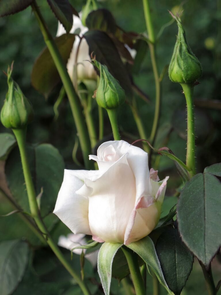 Cuál es la causa de que los pimpollos de rosa crezcan deformes