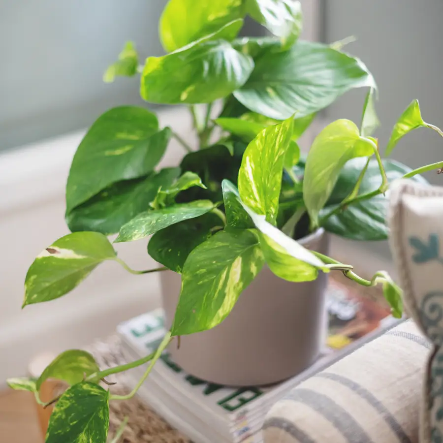 Cuál es la causa del crecimiento deficiente del Pothos