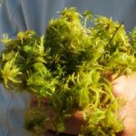 Cuál es la diferencia entre musgo sphagnum y turba sphagnum