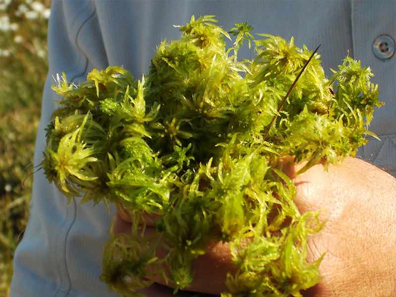 Cuál es la diferencia entre musgo sphagnum y turba sphagnum