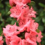 Cuál es la época de floración de las azaleas en Michigan