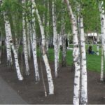 Cuál es la esperanza de vida de un árbol de abedul