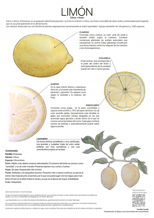 Cuál es la expectativa de vida de un limonero