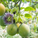 Cuál es la forma adecuada de cosechar maracuyá verde