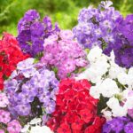 Cuál es la forma adecuada de deshojar las plantas de Phlox