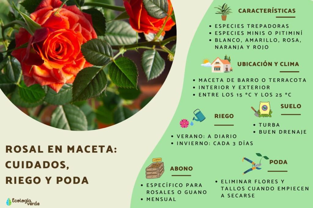 Cuál es la forma adecuada de regar las plantas de rosas