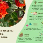 Cuál es la forma adecuada de regar las plantas de rosas