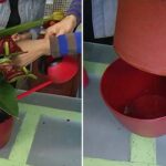 Cuál es la forma adecuada de regar un Anthurium