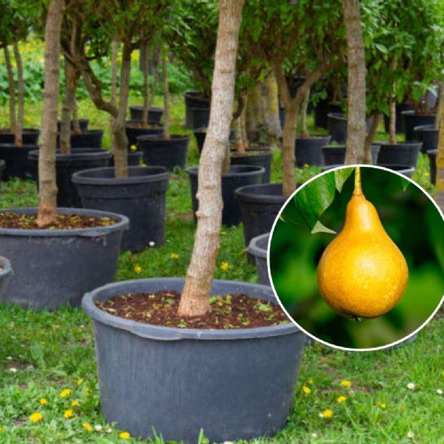 Cuál es la forma adecuada de regar un peral correctamente