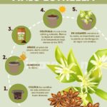 Cuál es la forma correcta de cultivar anís en tu hogar