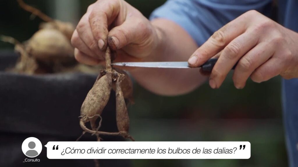 Cuál es la forma correcta de dividir bulbos de narcisos