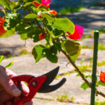 Cuál es la forma correcta de podar flores silvestres en otoño
